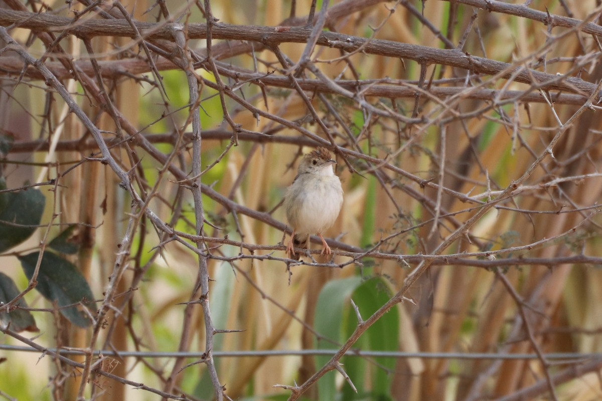 Rattling Cisticola - ML643169396