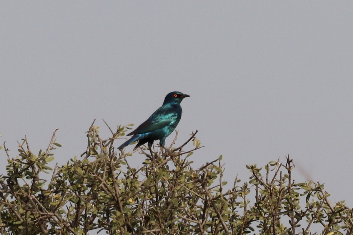 Cape Starling - ML643169399