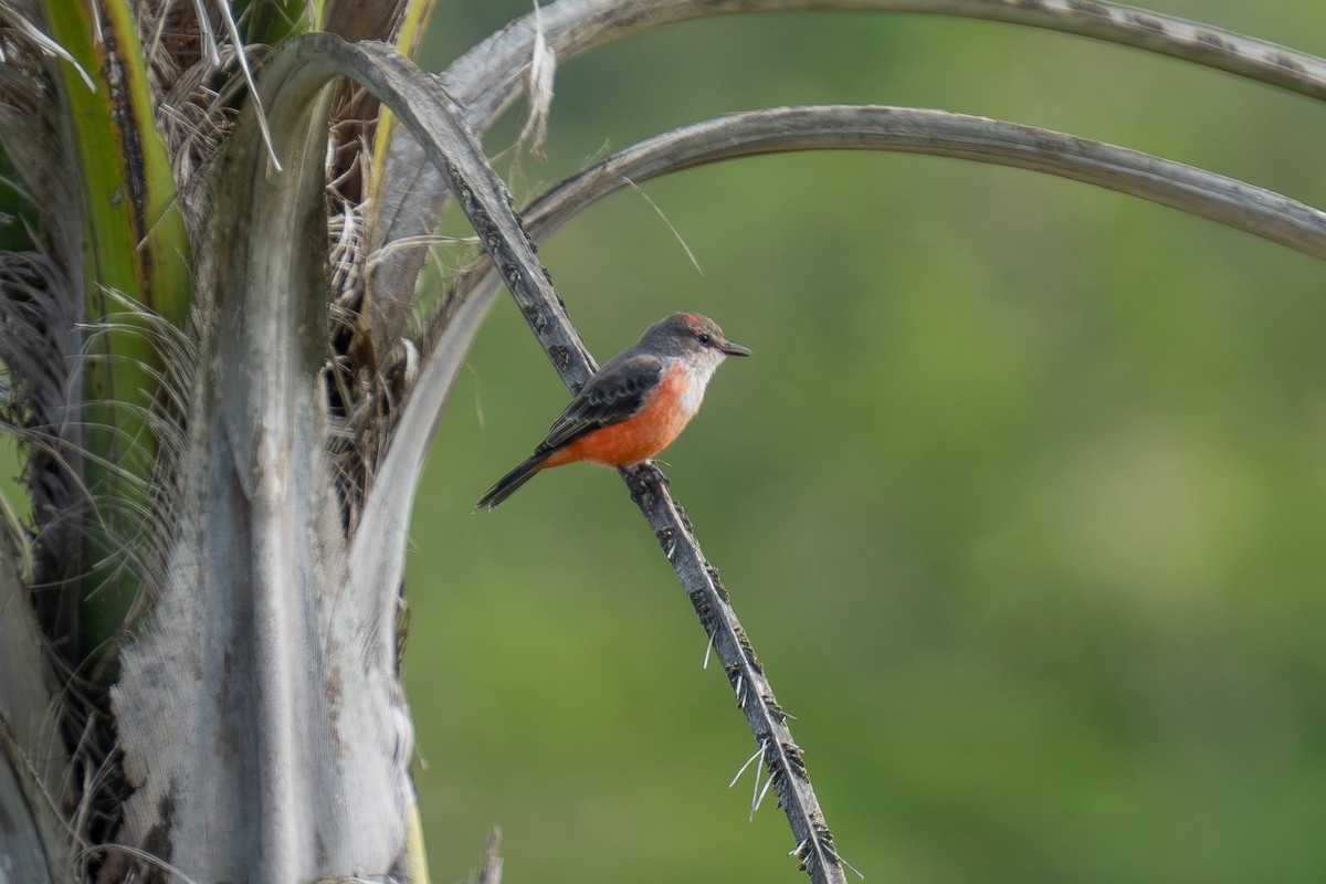 Vermilion Flycatcher (Northern) - ML643169420