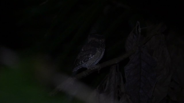 インドオオコノハズク - ML643169430