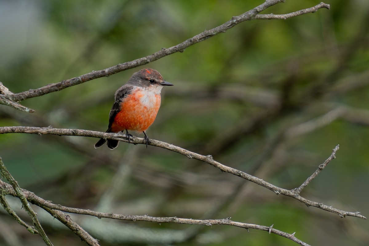 Vermilion Flycatcher (Northern) - ML643169439