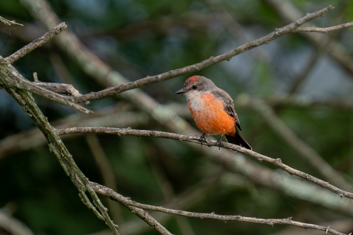 Vermilion Flycatcher (Northern) - ML643169440