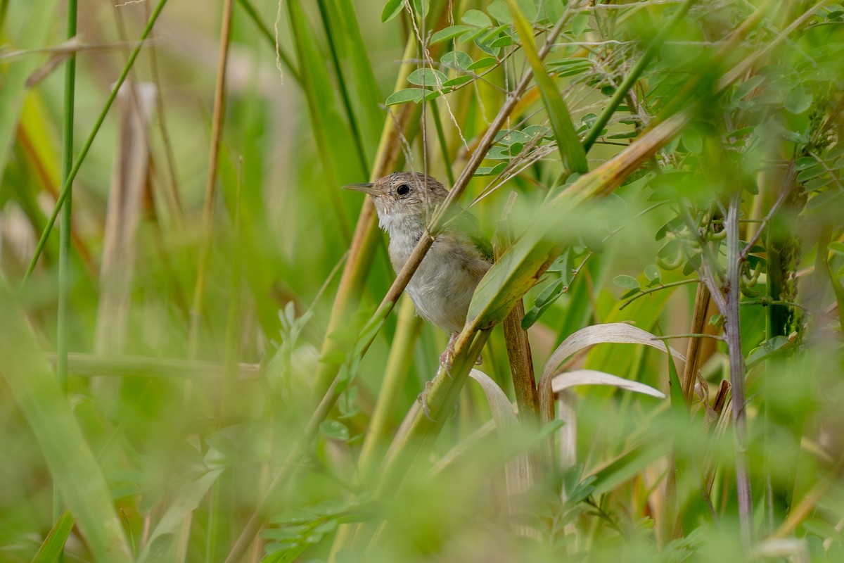 Grass Wren (Northern) - ML643169458