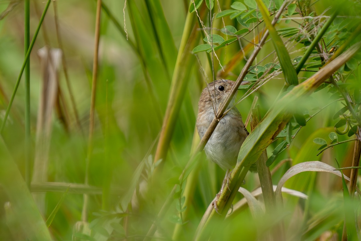 Grass Wren (Northern) - ML643169459