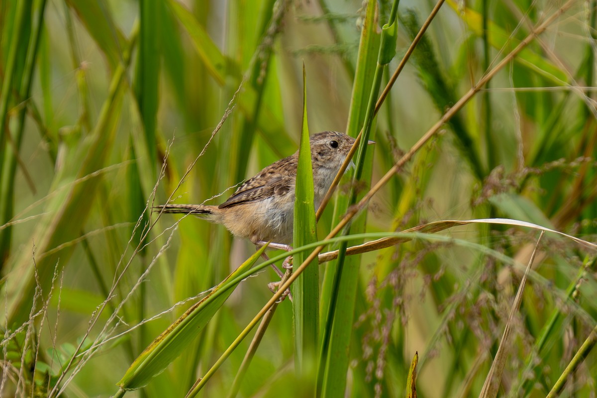 Grass Wren (Northern) - ML643169460