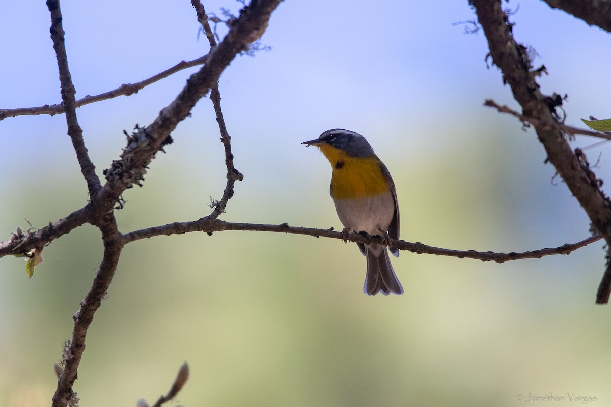 Crescent-chested Warbler - ML643169468