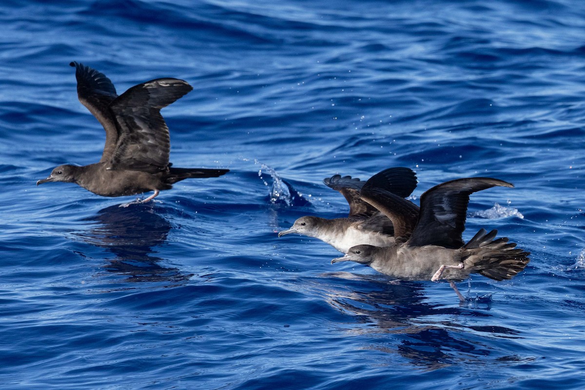 Wedge-tailed Shearwater - ML643169477
