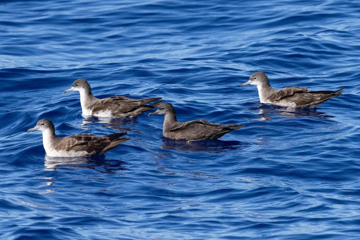 Wedge-tailed Shearwater - ML643169478