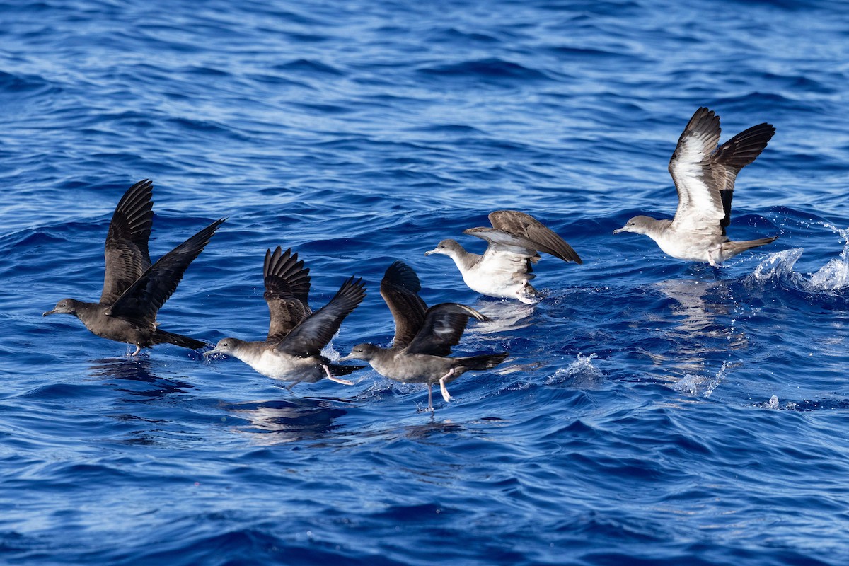 Wedge-tailed Shearwater - ML643169479