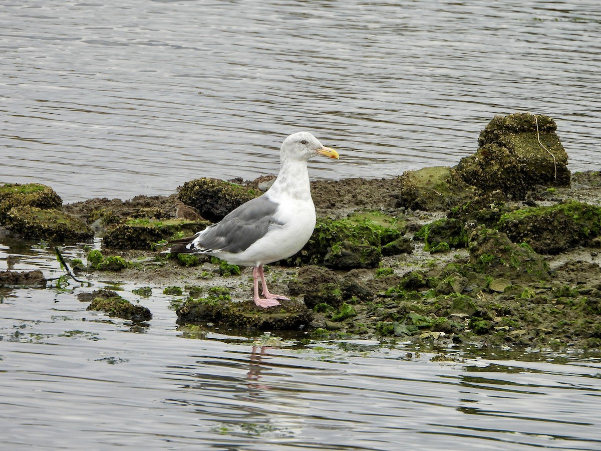 Westmöwe - ML643169485