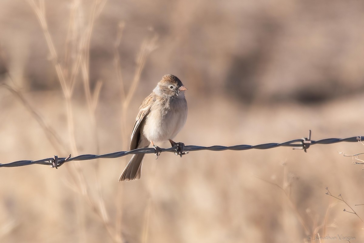 Worthen's Sparrow - ML643169493