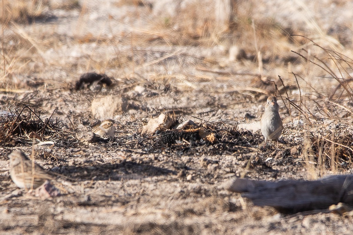 Worthen's Sparrow - ML643169494