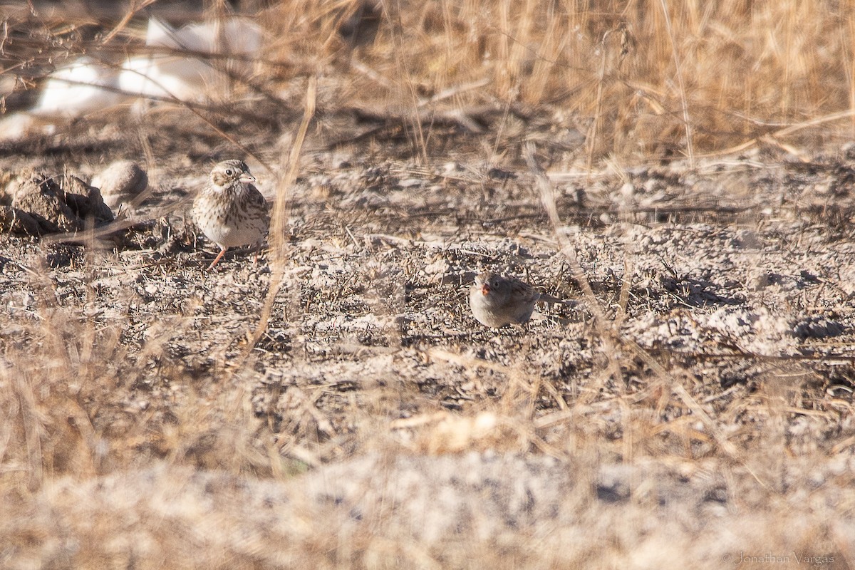 Worthen's Sparrow - ML643169495