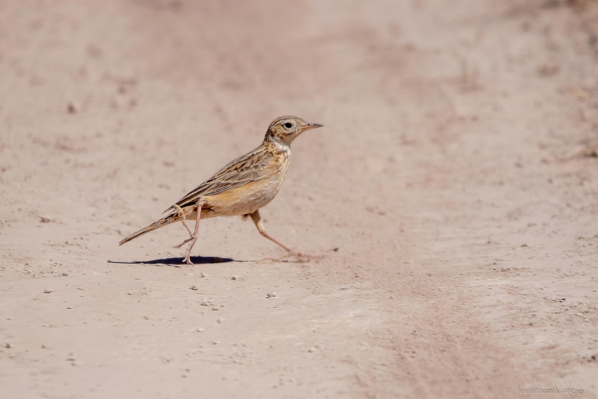 Pipit de Sprague - ML643169520