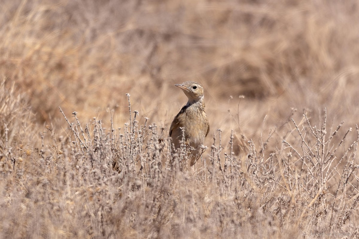Pipit de Sprague - ML643169521