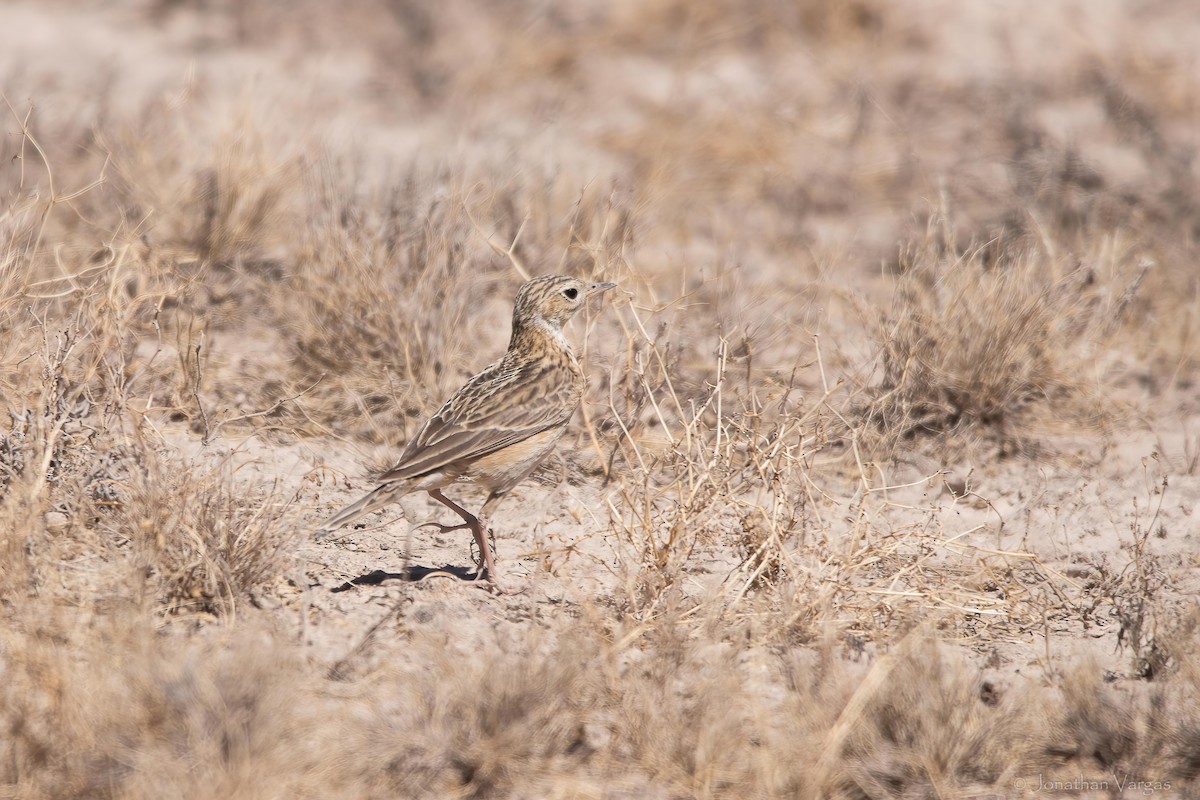 Pipit de Sprague - ML643169522