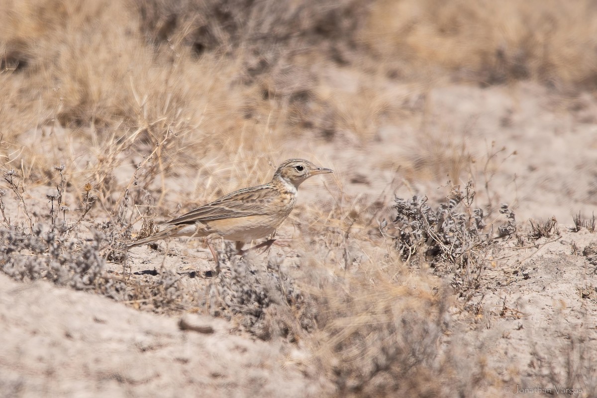 Pipit de Sprague - ML643169523