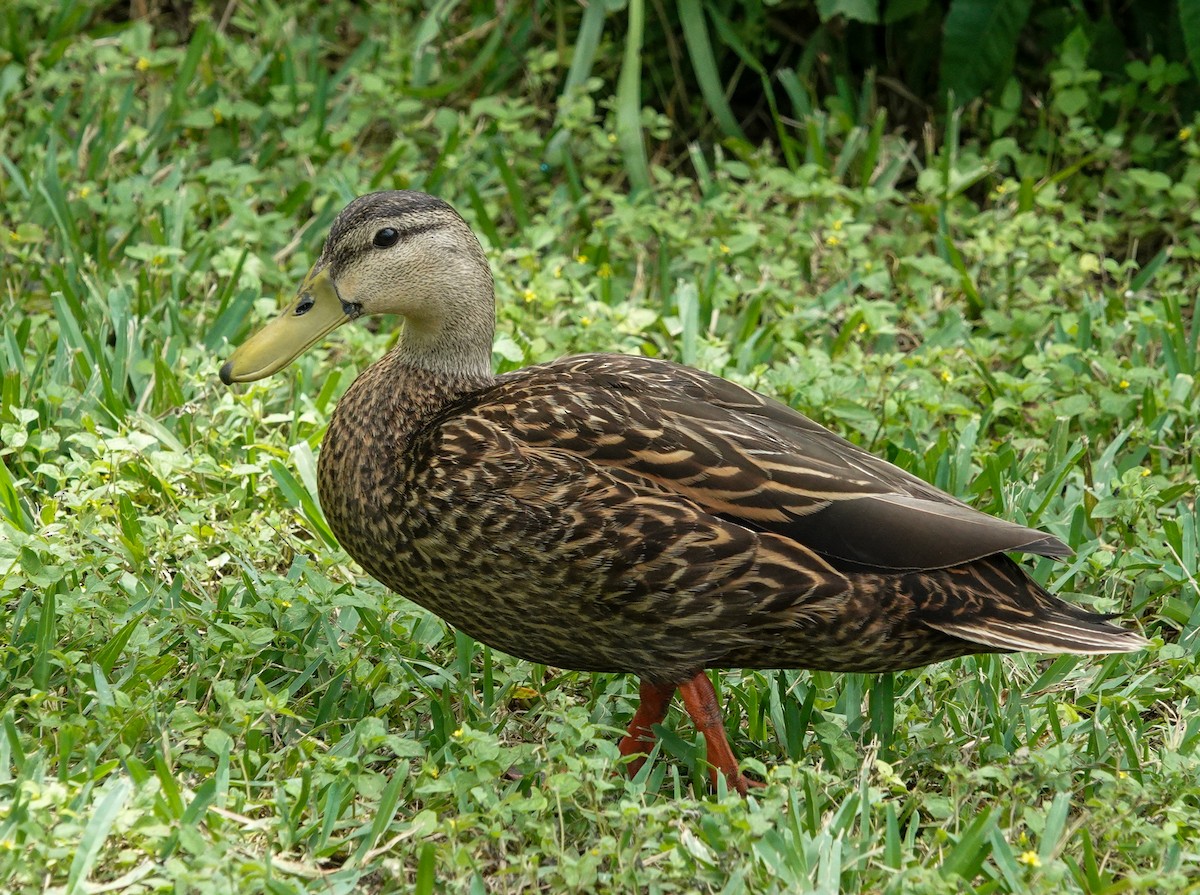 Canard brun - ML643169524