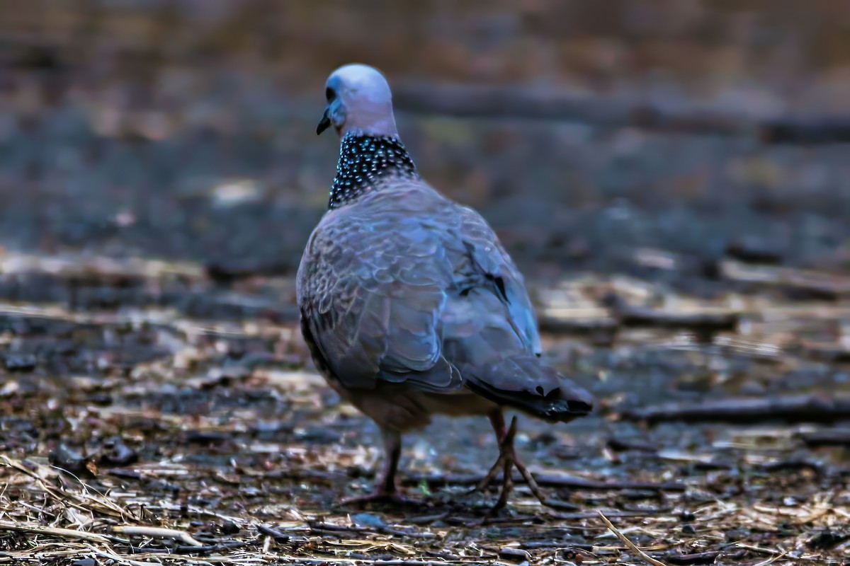 Spotted Dove (Eastern) - ML643169529
