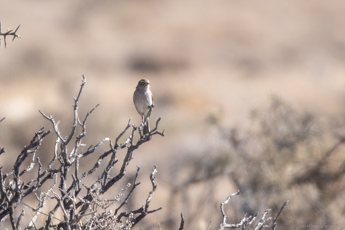 Worthen's Sparrow - ML643169530