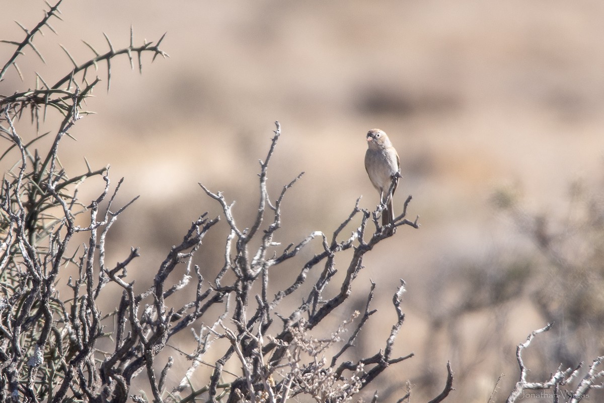 Worthen's Sparrow - ML643169531