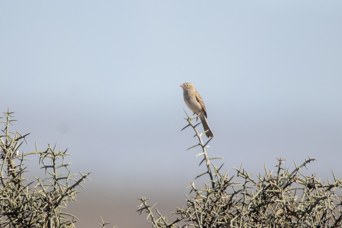 Worthen's Sparrow - ML643169532