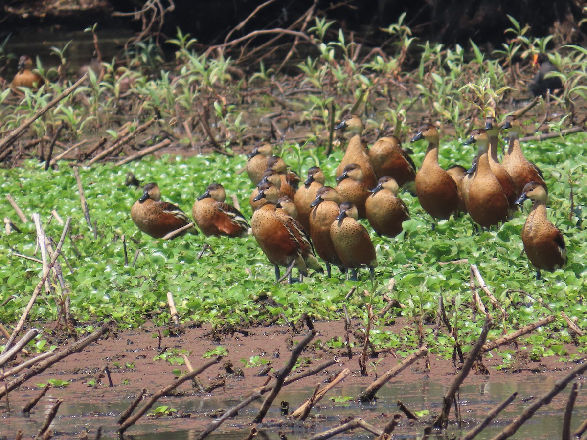 Wandering Whistling-Duck - ML643169536