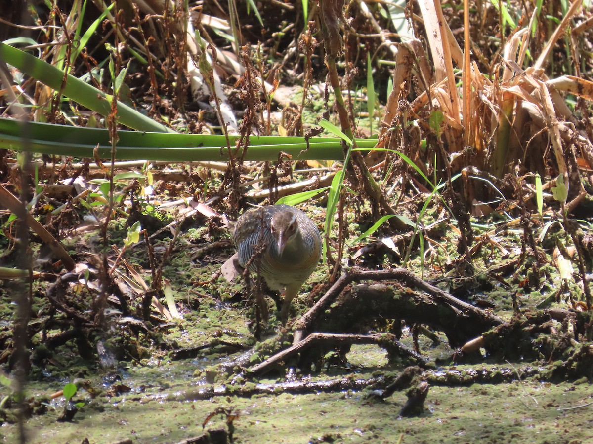 Buff-banded Rail - ML643169548