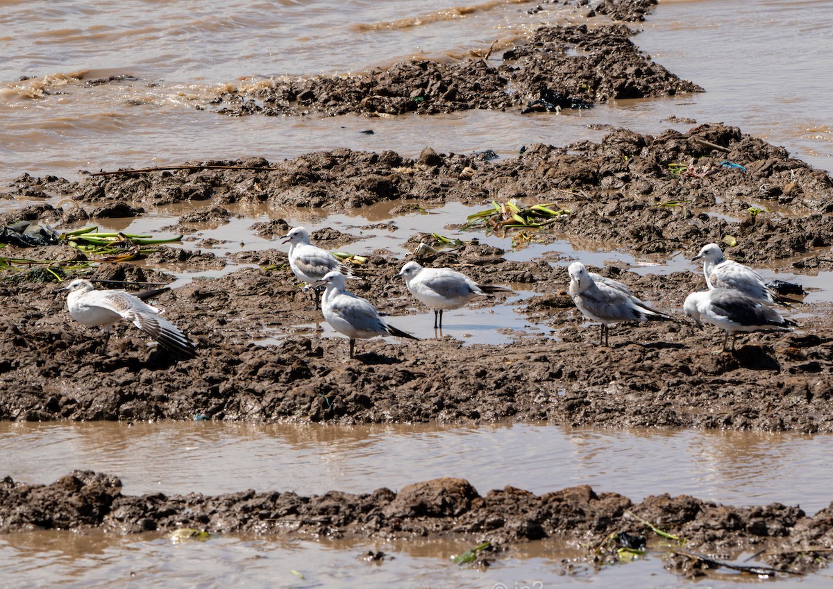 遺鷗 - ML643169552