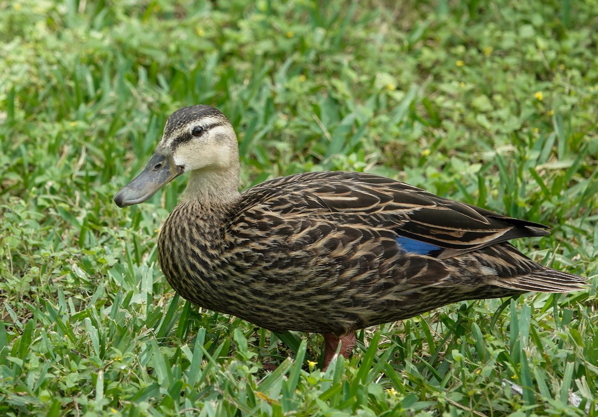 Canard brun - ML643169570