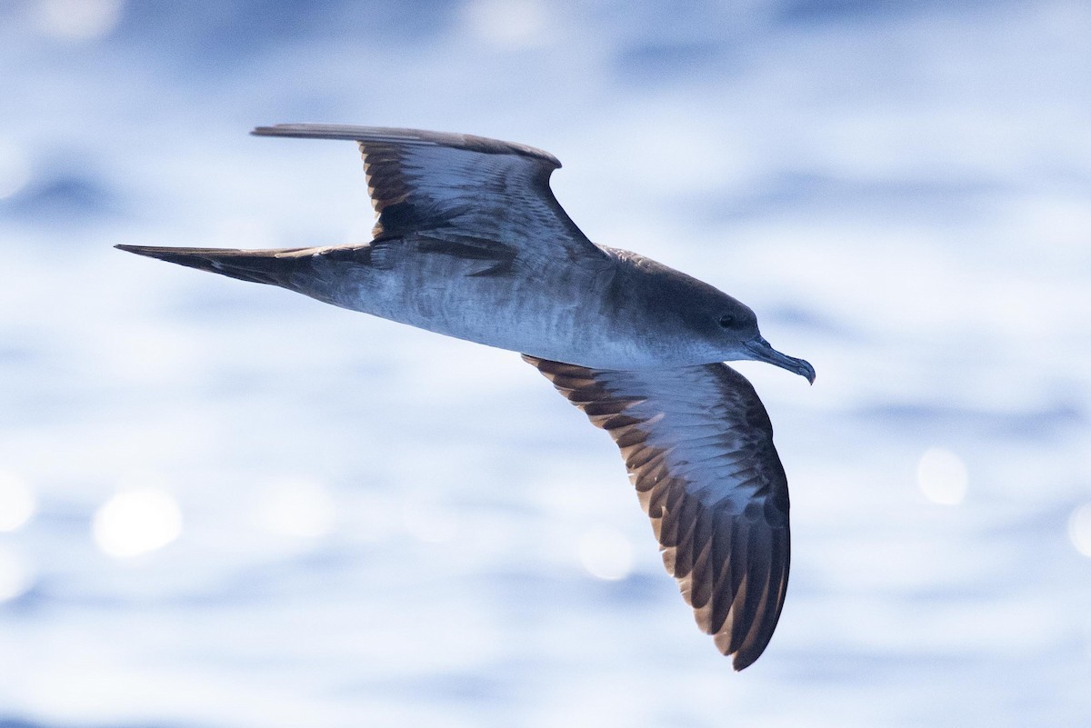 Wedge-tailed Shearwater - ML643169572