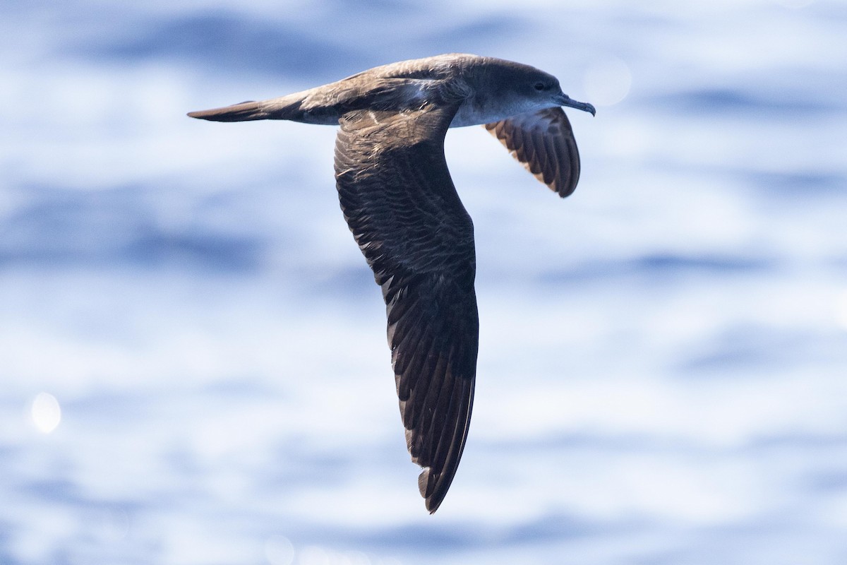 Wedge-tailed Shearwater - ML643169573