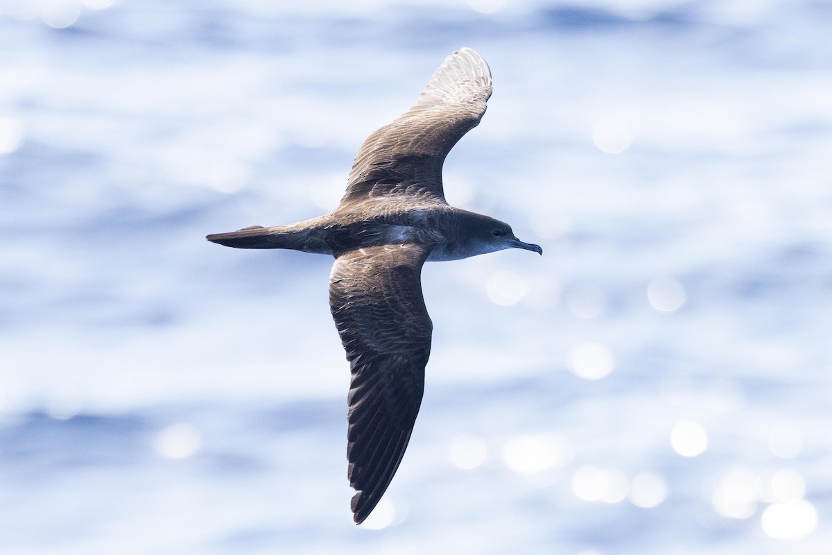 Wedge-tailed Shearwater - ML643169574