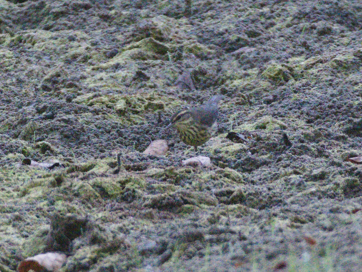 vannparula - ML643169575