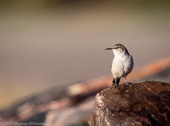 Rock Wren - ML643169579