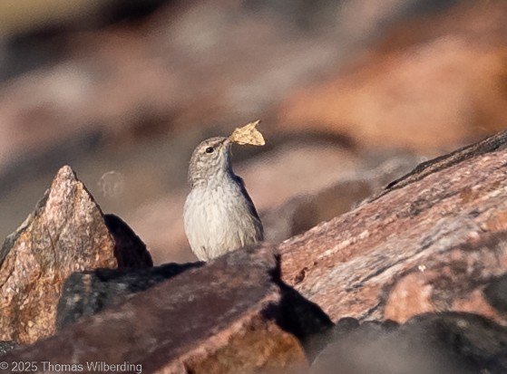 Rock Wren - ML643169580