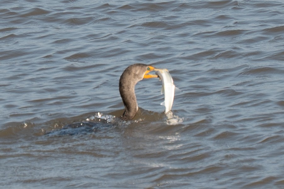 Double-crested Cormorant - ML643169594
