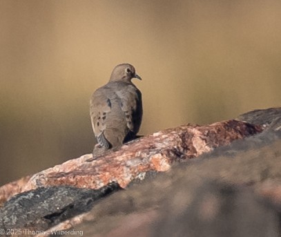 Mourning Dove - ML643169600