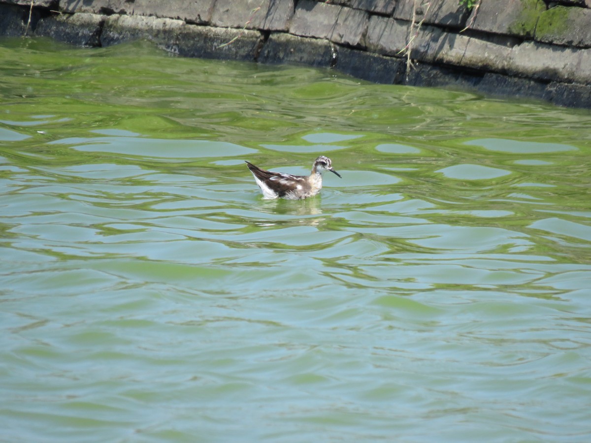 Red-necked Phalarope - ML643169603