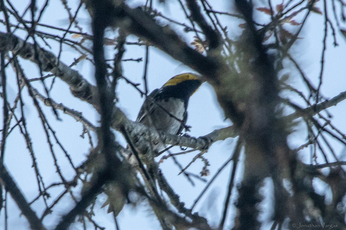 Golden-cheeked Warbler - ML643169647