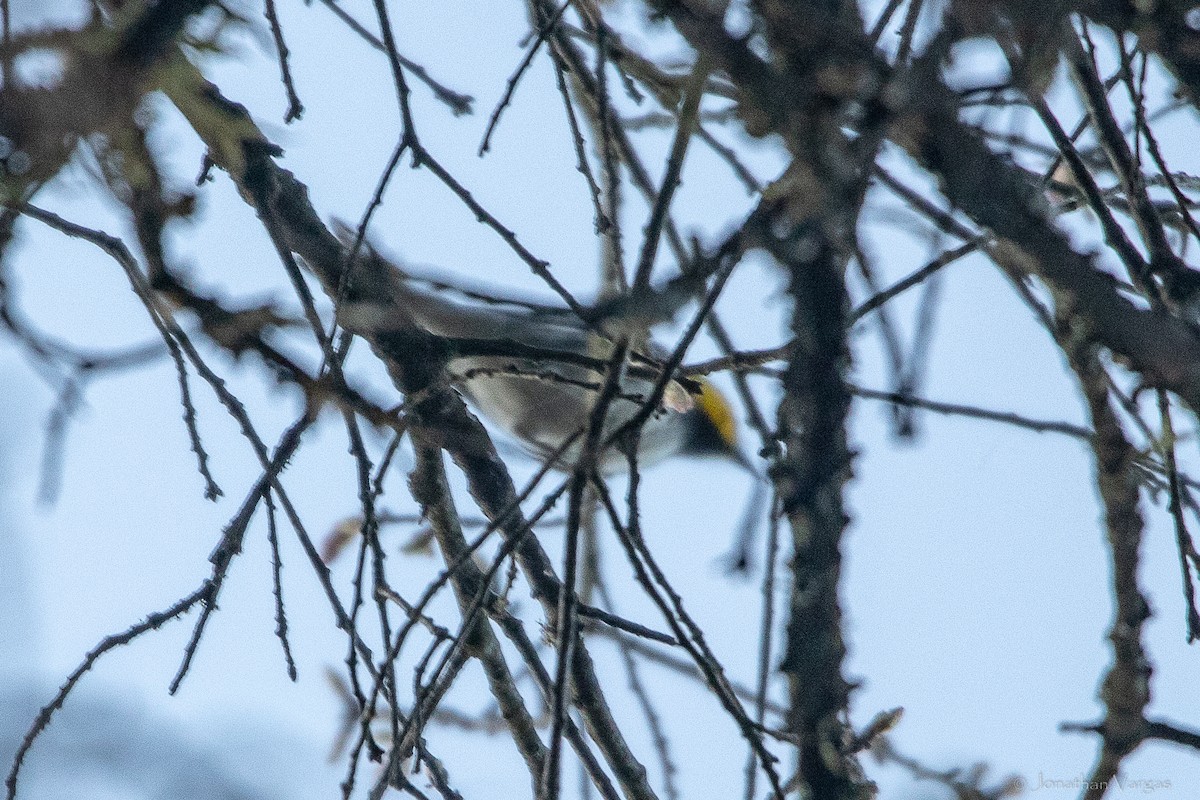 Golden-cheeked Warbler - ML643169648