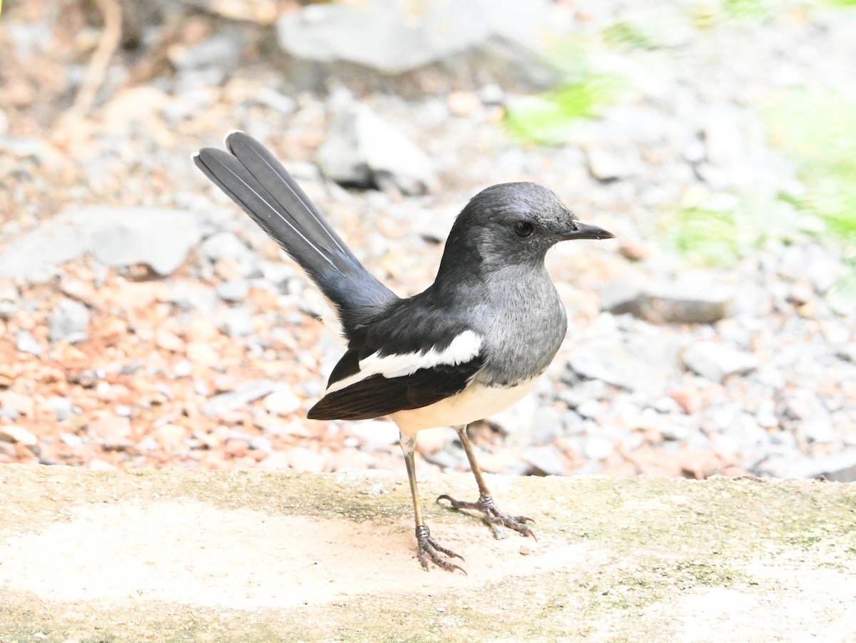 Oriental Magpie-Robin - ML643169649