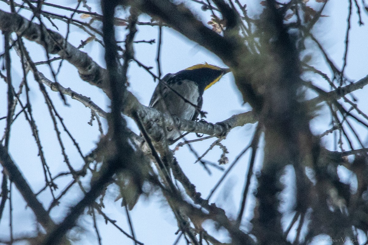 Golden-cheeked Warbler - ML643169650