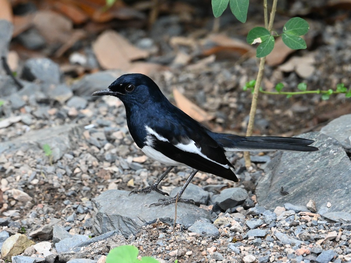 Oriental Magpie-Robin - ML643169652