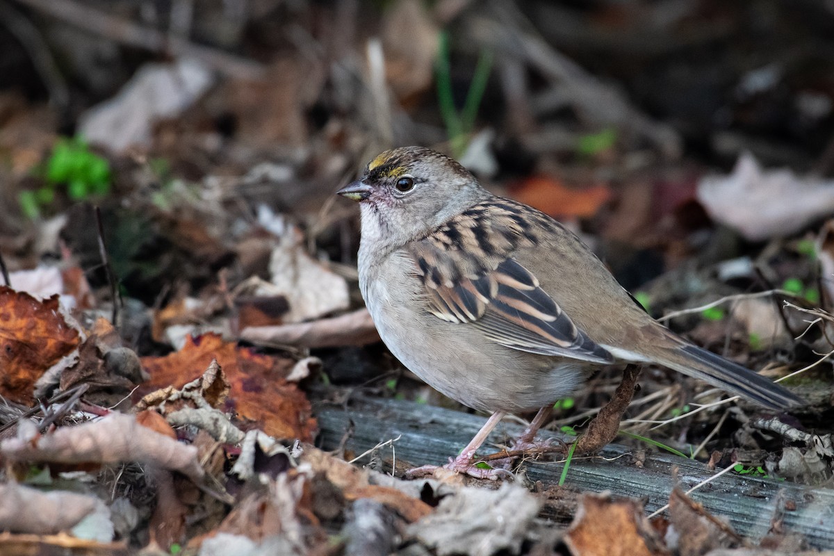Golden-crowned Sparrow - ML643169653