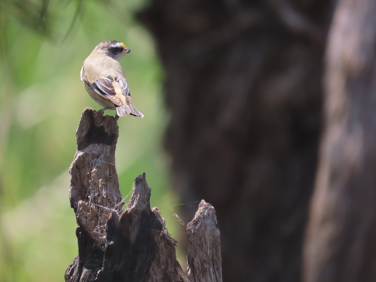 Striated Pardalote - ML643169663