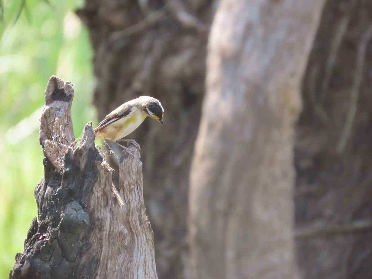Striated Pardalote - ML643169673