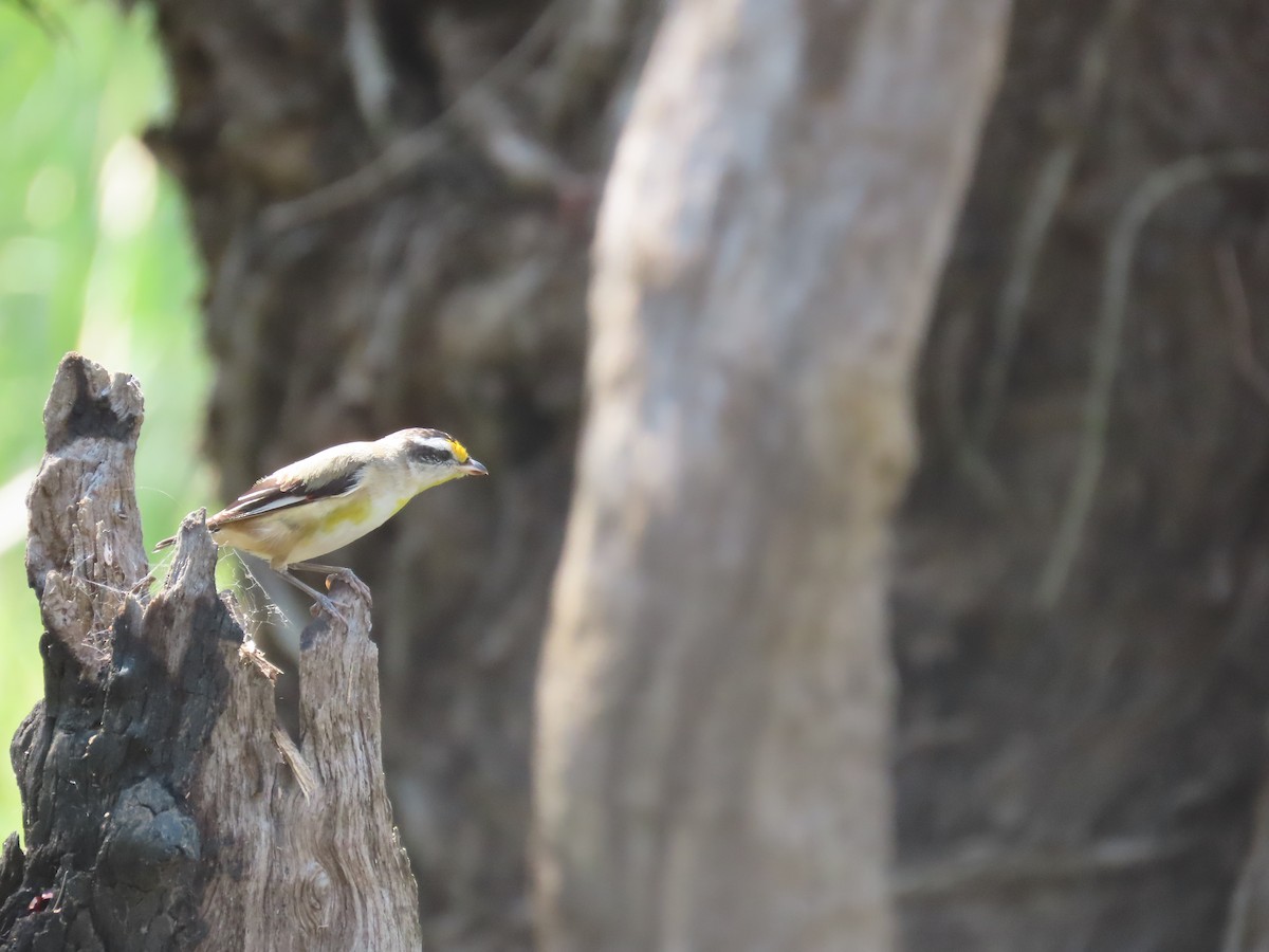 Striated Pardalote - ML643169678