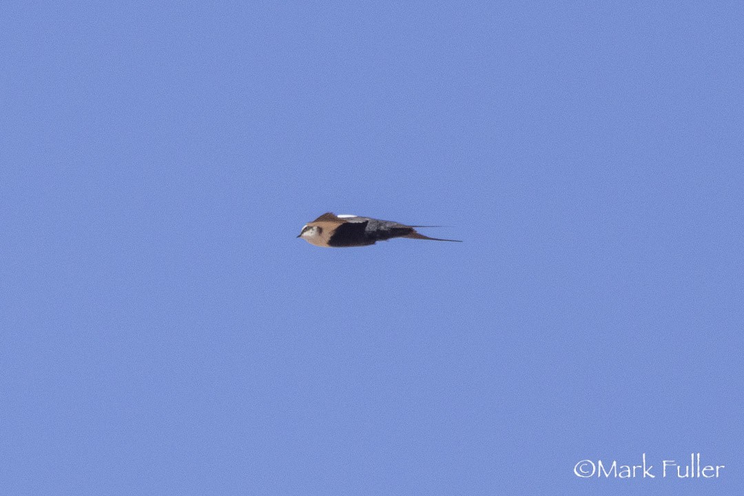 hvitryggsvale - ML643169692