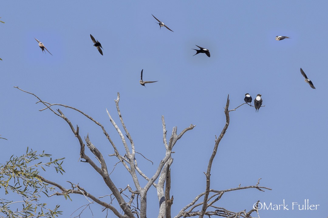 hvitryggsvale - ML643169694